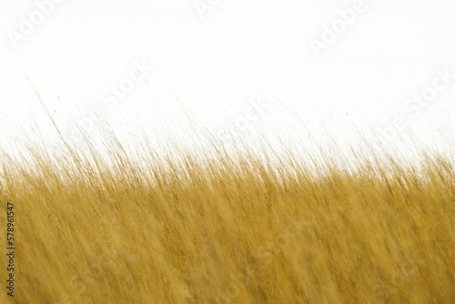 Scenic view of a tall grass field photo