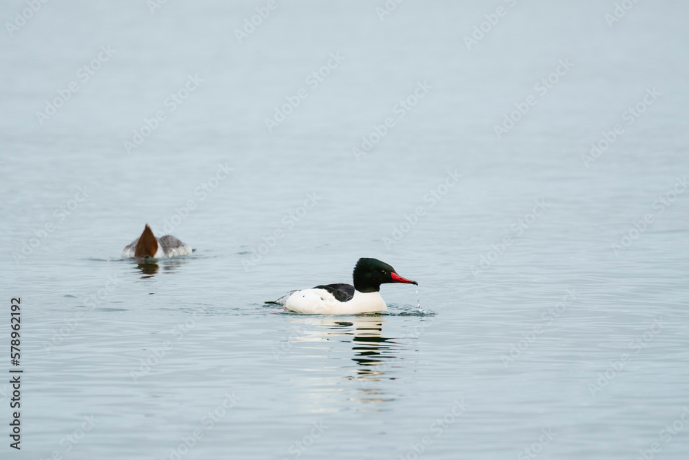 A male and female merganser fishing in the Puget Sound A male and female merganser fishing in the Puget Sound