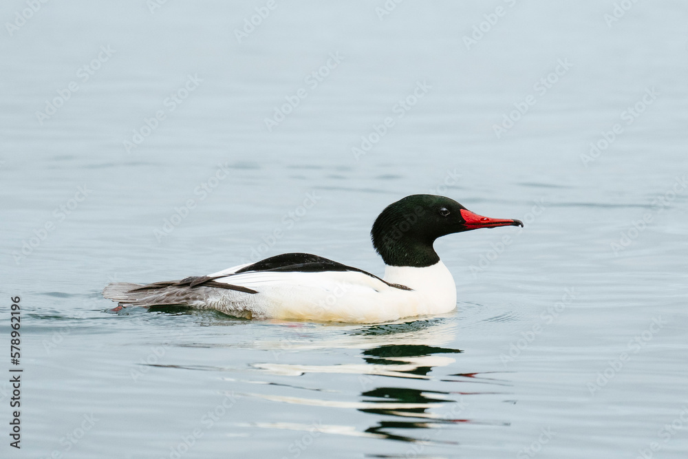 Side view of a male common merganser swimming in the puget sound Side view of a male common merganser swimming in the puget sound