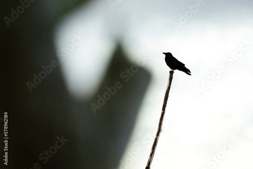 Side view of a crow sitting on a branch photo