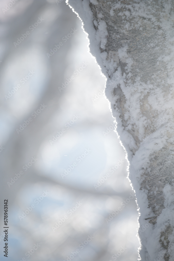 Obraz premium Bright sunlight and birch tree trunk