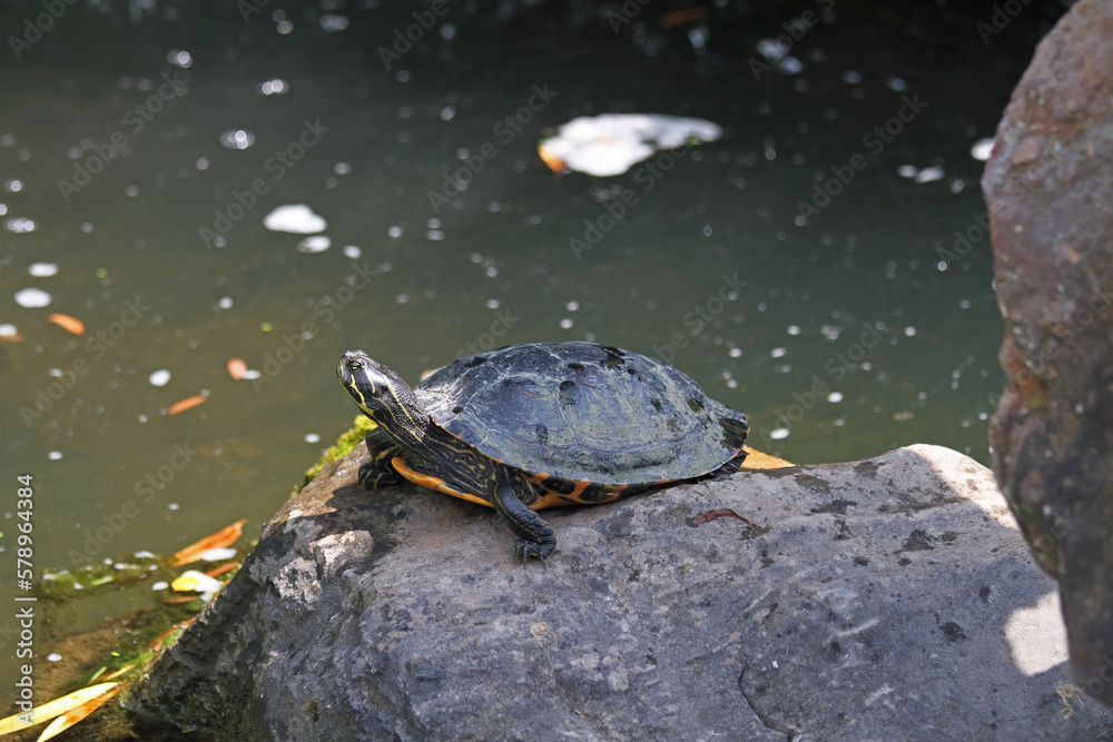 Obraz premium Rotwangen-Schildkröte