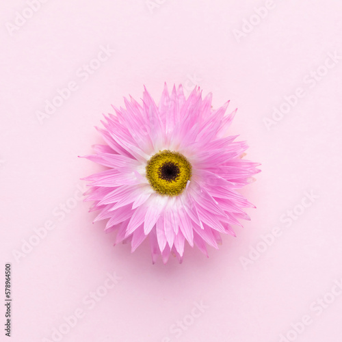 Flowers isolated, on white background, Design element.