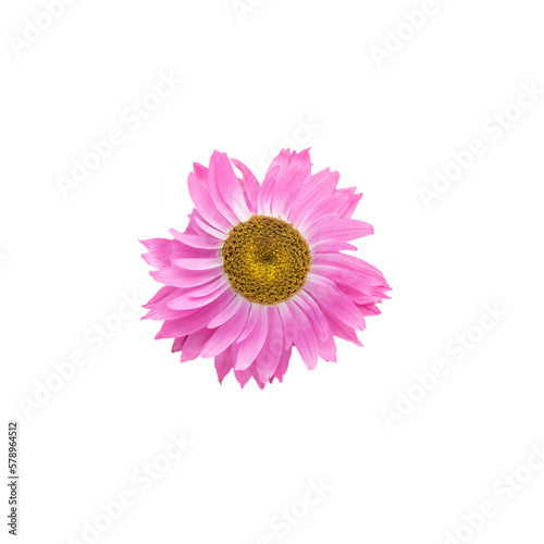 Flowers isolated, on white background, Design element.