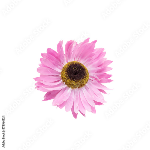 Flowers isolated, on white background, Design element.