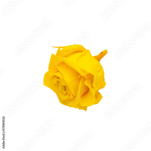 Flowers isolated, png format. Design element