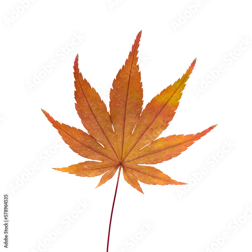 Autumn maple leaf bright on white background.