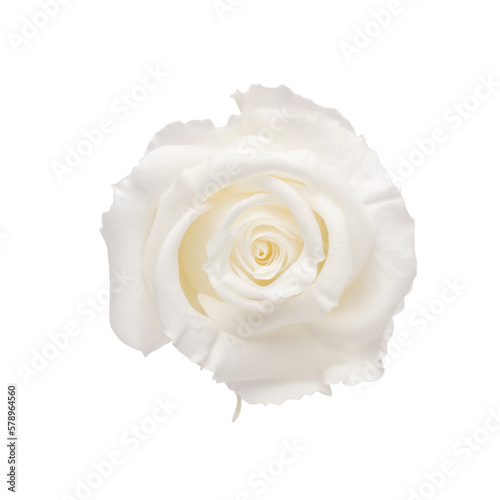 Flowers isolated, on white background, Design element.