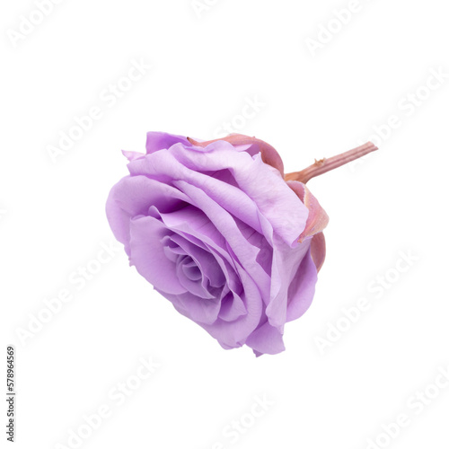 Flowers isolated, on white background, Design element.