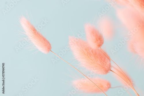 Bunny Tails pink macro still life.