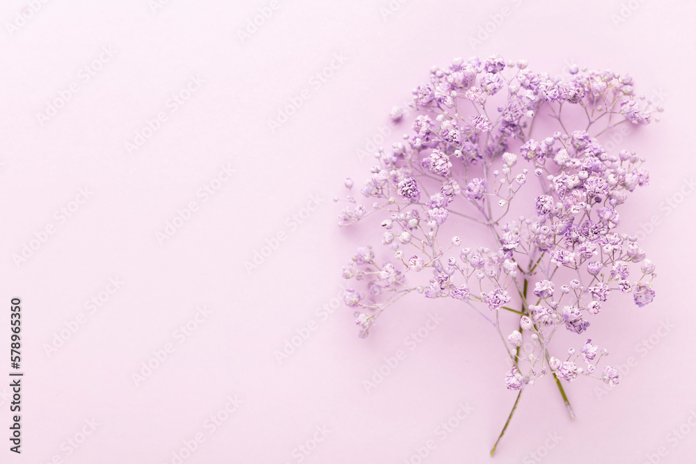 Obraz premium Gypsophila flowers in the pastel background.