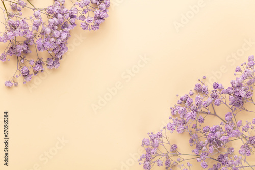 Gypsophila flowers in the pastel background.