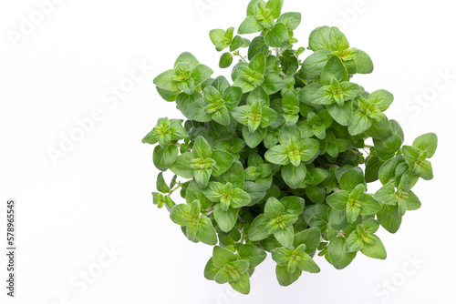 Fresh green spices isolated on white background, top view.