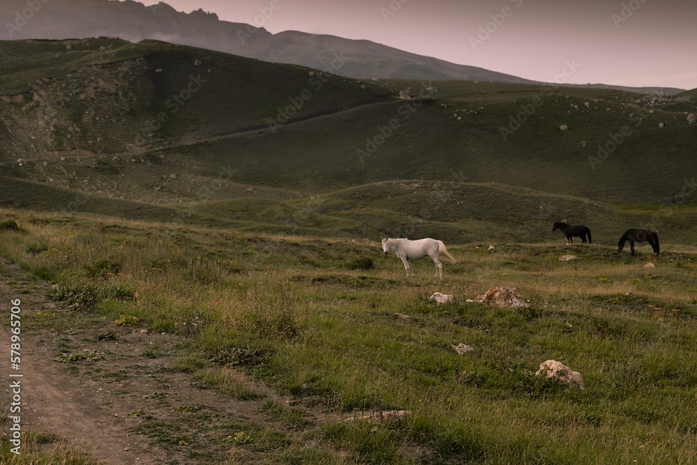 Mountain landscape - dark mountain ridge in evening mist with pink sky and white and black wild horses grazing on lush green meadow . Amazing trip in Dagestan.