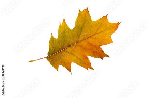 Autumn maple leaf bright on white background.