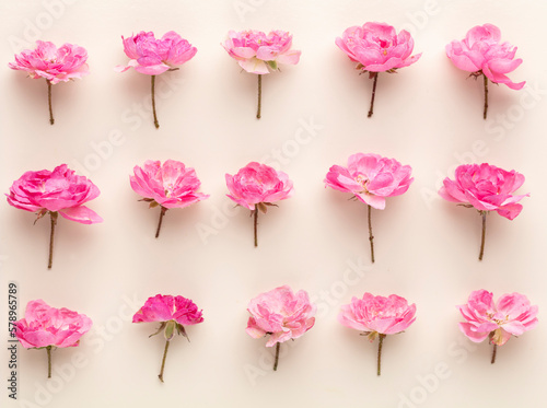 Pink rose isolated on the white background.