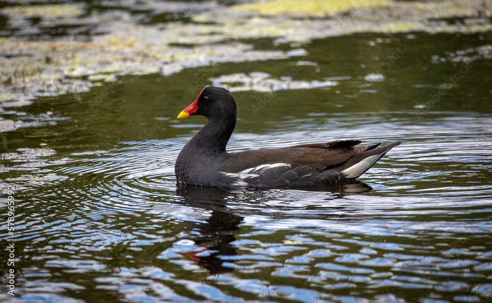 black swamphen (moorhen) in pond