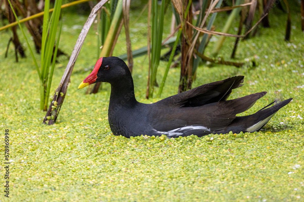 Common Moorhen black duck with bright orange beak in lime green weed