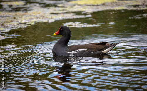 Obraz na płótnie black swamphen (moorhen) in pond w salonie
