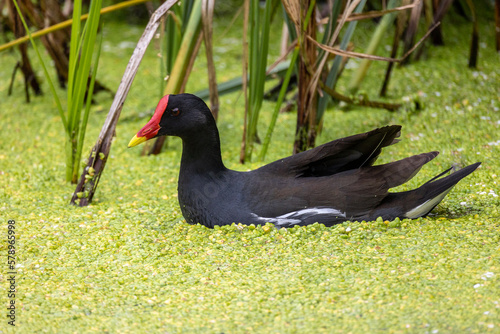 Obraz na płótnie Common Moorhen black duck with bright orange beak in lime green weed w salonie