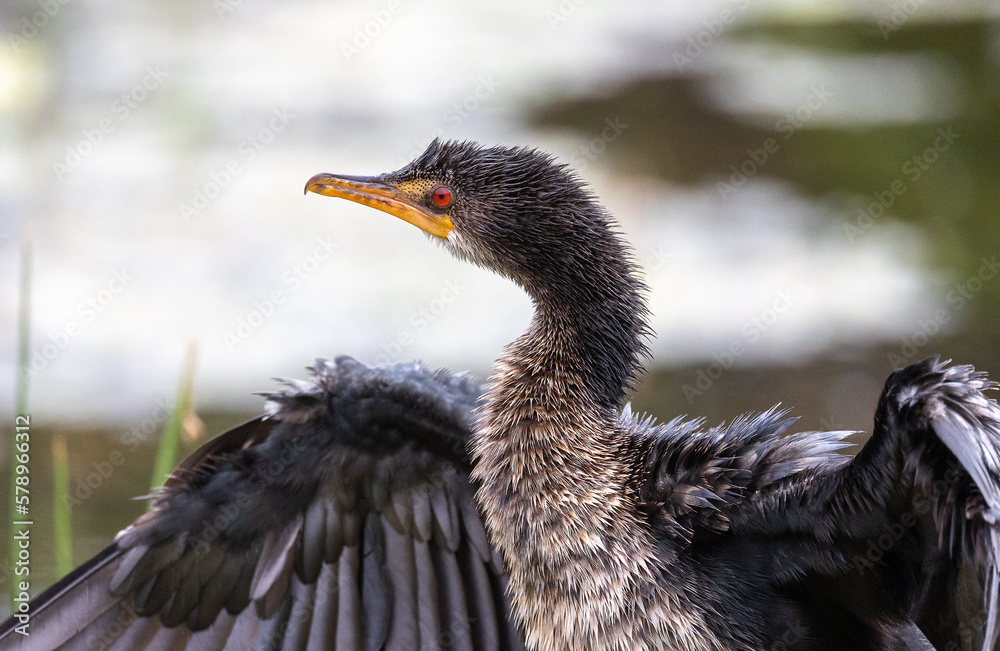 cormorant bird closeup