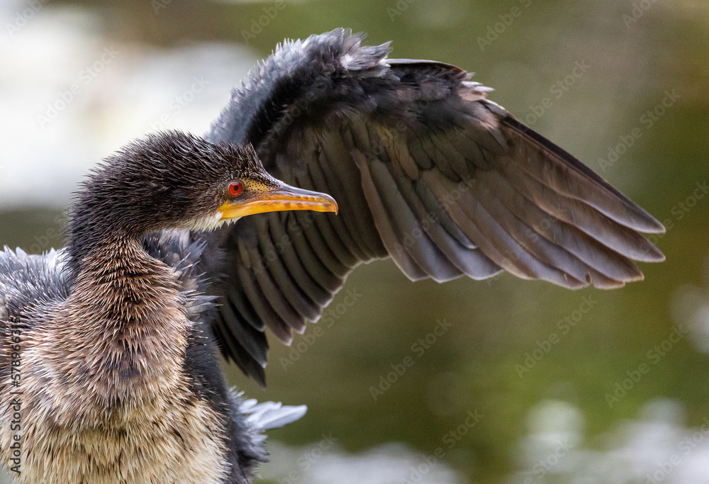 Orange beaked bird close up showing wing