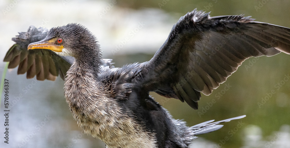 Juvenile reed cormorant with open wings close up