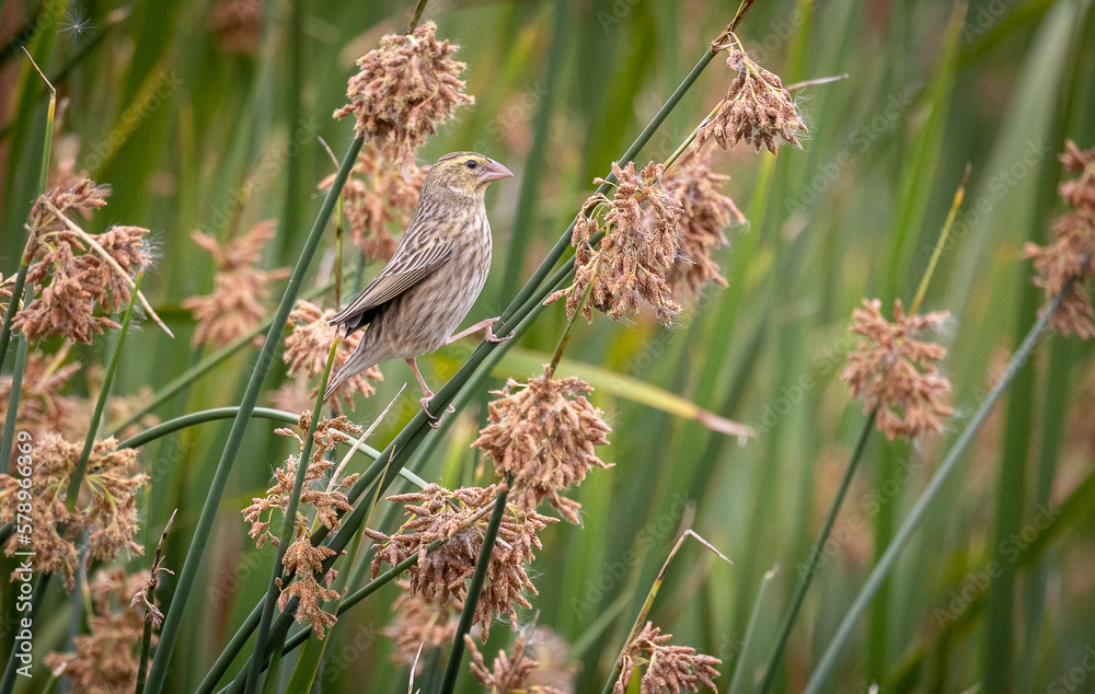 bird on reeds