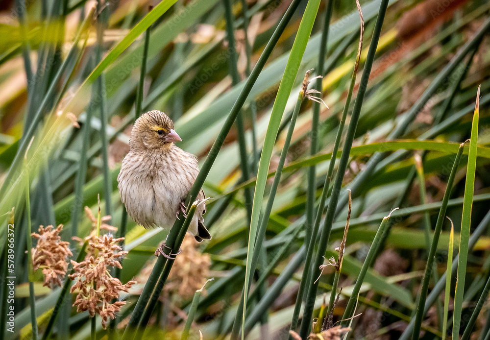 baby bird on green reeds