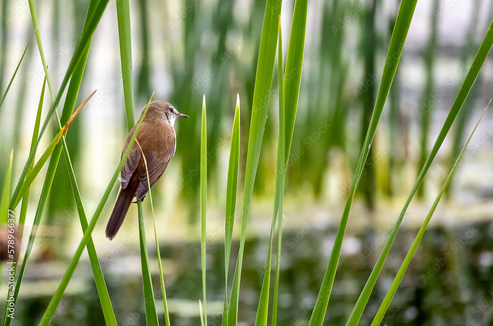 small bird on a reed