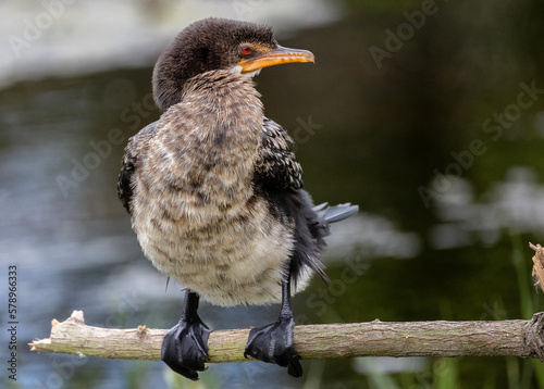 Cute baby bird  on a branch photo