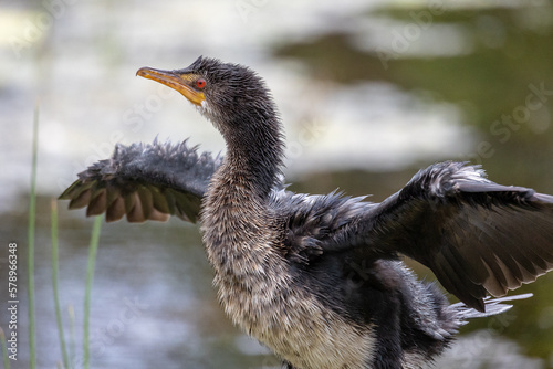 Reed cormorant bird close up on twig