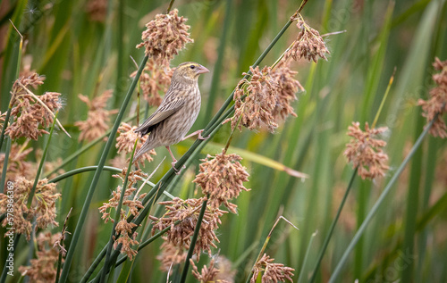 bird on reeds photo