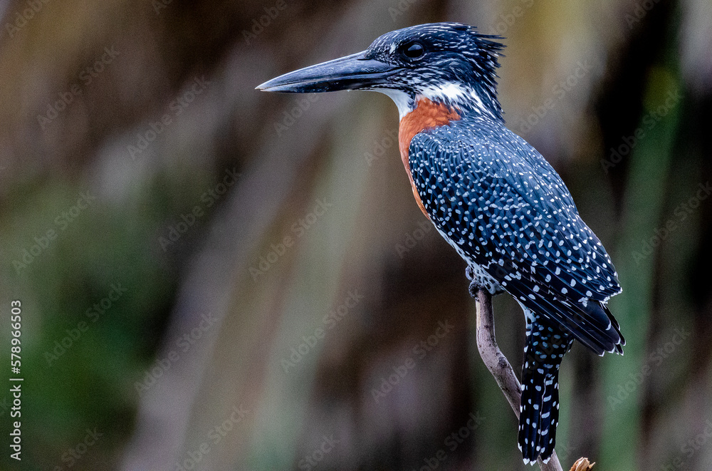bird staring - giant kingfisher from Africa