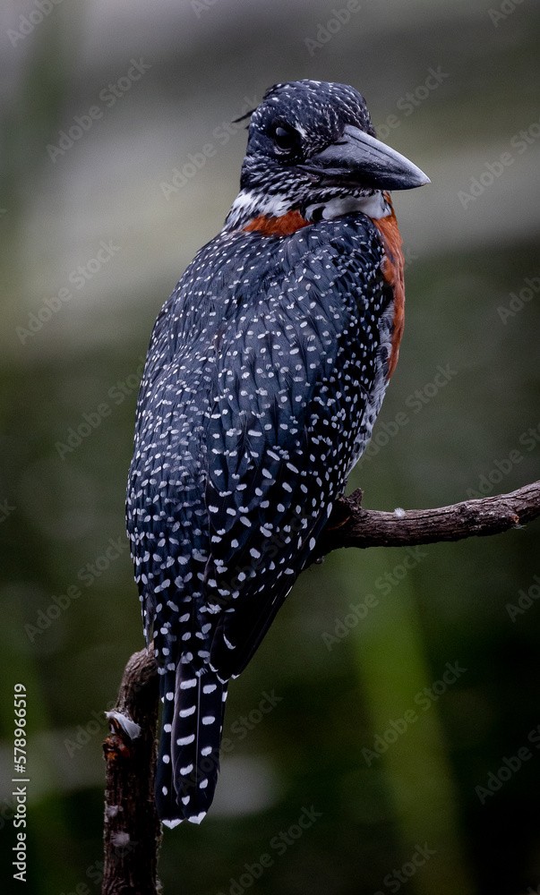 Africa's largest kingfisher bird