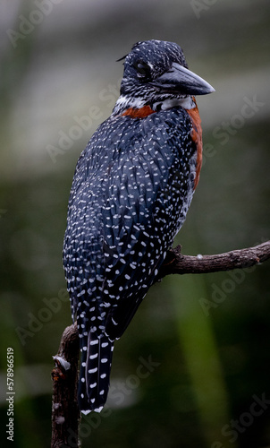 Obraz na płótnie Africa's largest kingfisher bird w salonie