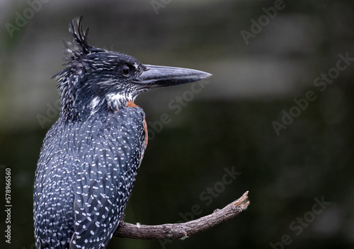 Obraz na płótnie Kingfisher bird - giant kingfisher on a branch close up w salonie