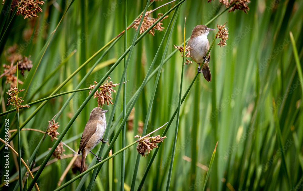 two small birds on reeds
