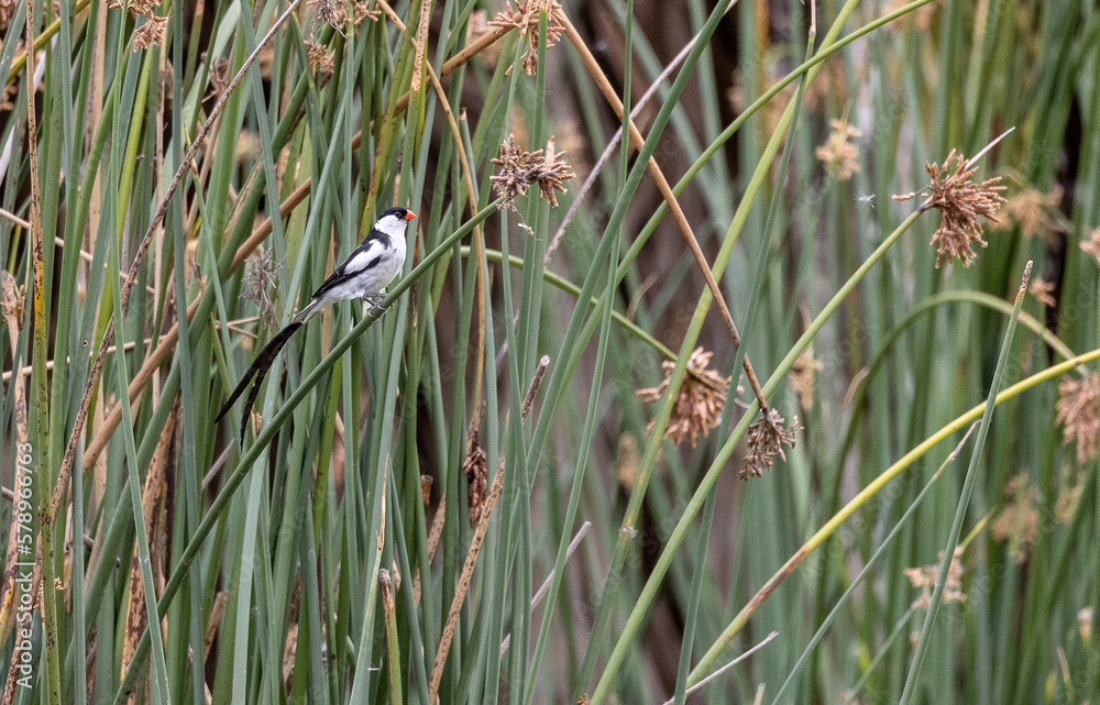 delicate black and white bird on branch with red beak