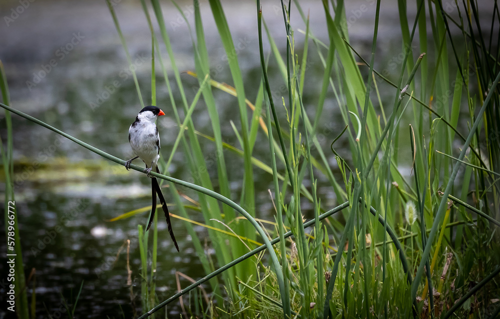 Pin-tailed whydah bird on a reed