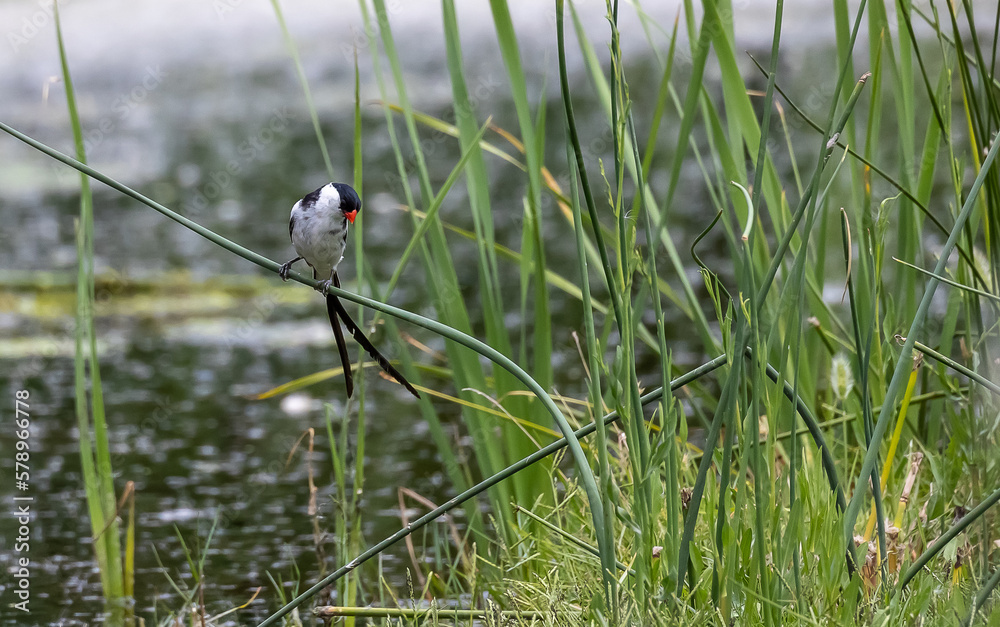 long-tailed bird on a reed - pin-tailed whydah