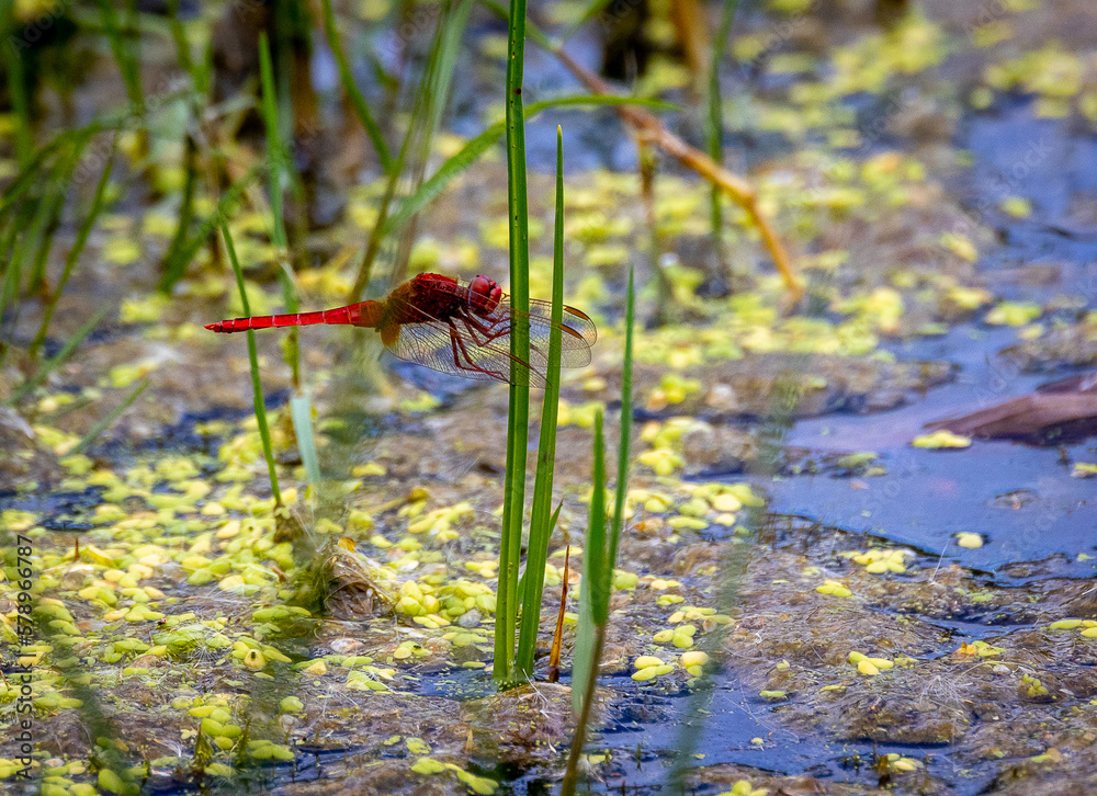 Red dragonfly, Red-Veined Darter, Nomad, on a reed over water