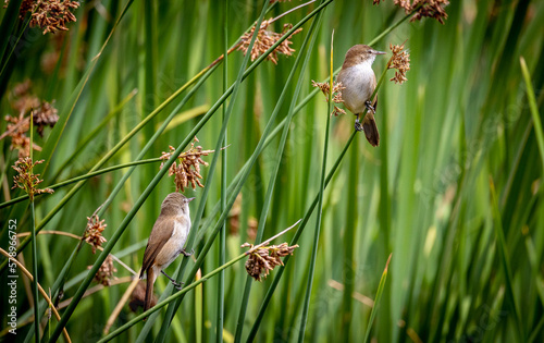 Obraz na płótnie two small birds on reeds w salonie
