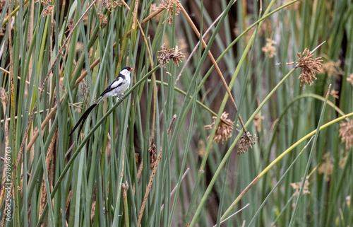 Obraz na płótnie delicate black and white bird on branch with red beak w salonie