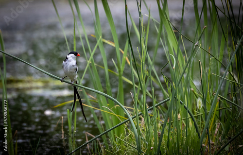 Pin-tailed whydah bird on a reed photo