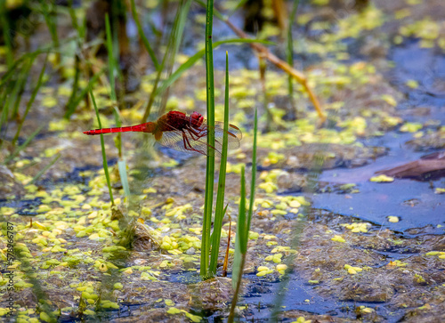 Obraz na płótnie Red dragonfly, Red-Veined Darter, Nomad, on a reed over water w salonie