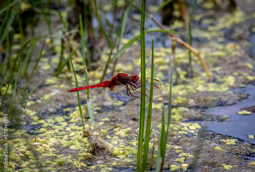 Obraz na płótnie red dragonfly in the water w salonie