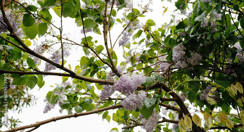 Low angle view of lilac tree on a rainy day in garden