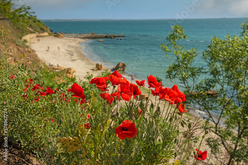 Wild sea beach with blooming red poppies on a cliff. Odessa. Ukraine