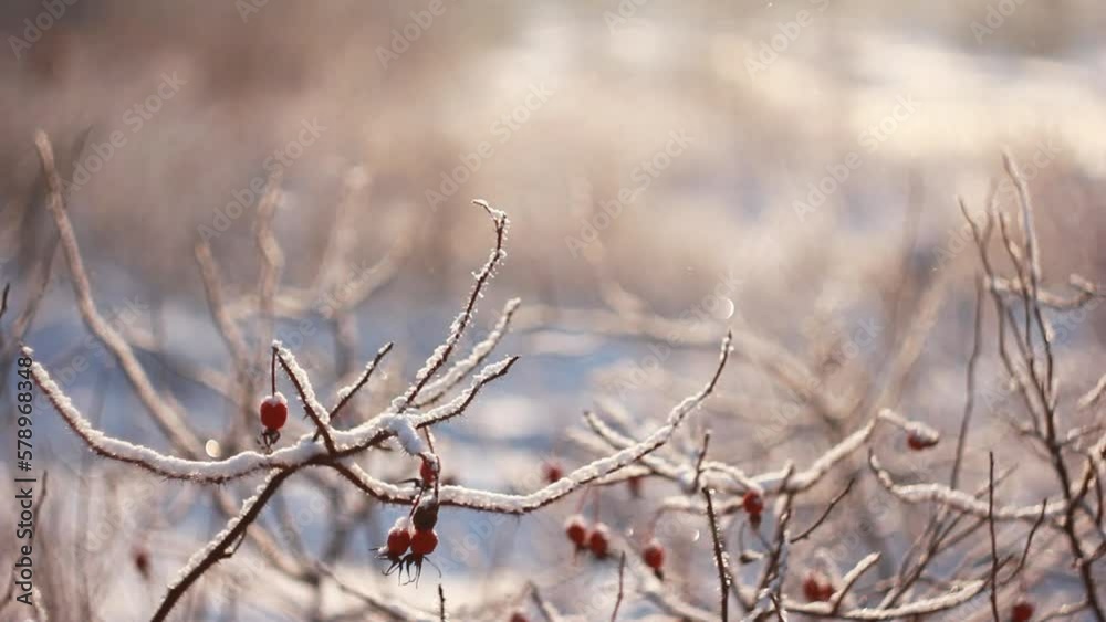 Snow falls and sparkles on a sunny winter frosty day on thorny branches of wild rose with red berries. Rosehip bushes with thorns and berries covered with fluffy snow in the glare. Snow falls and sparkles on a sunny winter frosty day on thorny branches of wild rose with red berries. Rosehip bushes with thorns and berries covered with fluffy snow in the glare.